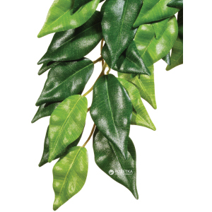 Рослина Hagen Ficus Medium (015561230407) ТОП в Одесі