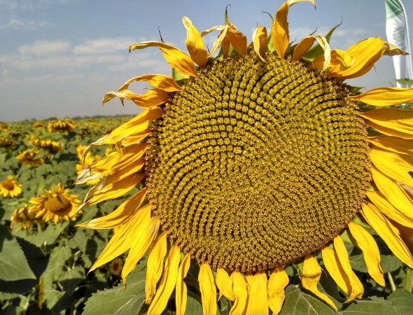 Які гібриди соняшнику вигідно купити у 2025 році? Огляд ринку, критерії вибору та ТОП-рекомендації